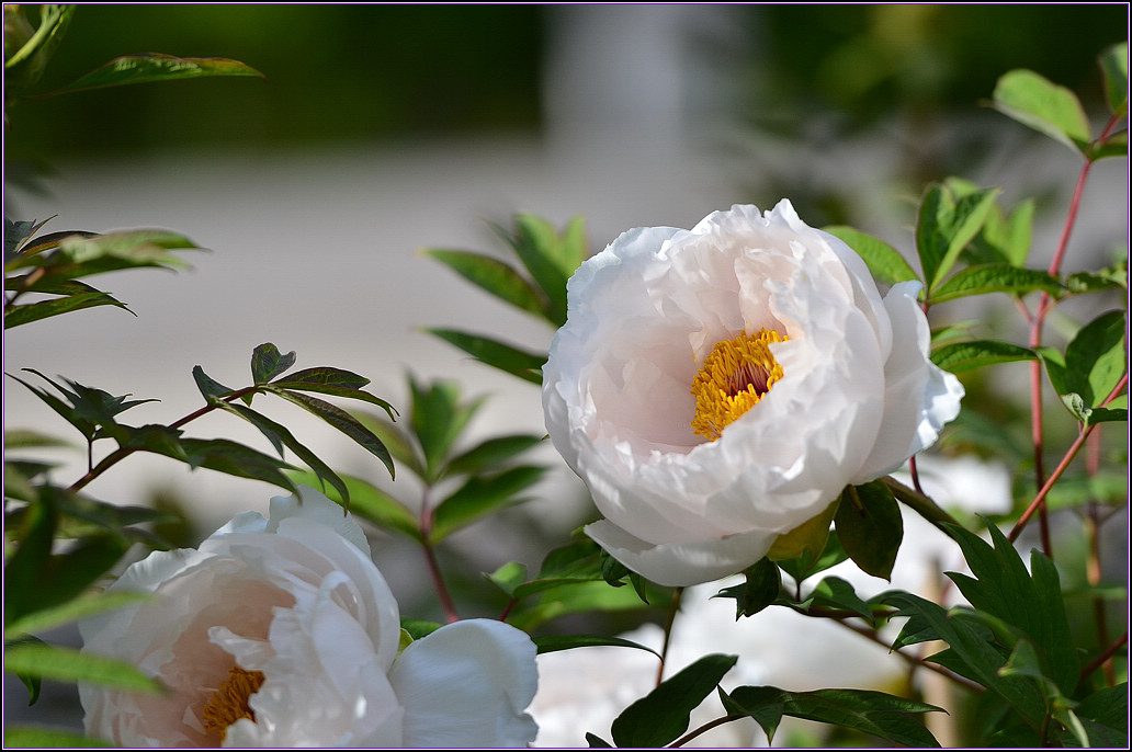 DSC_1105.jpg