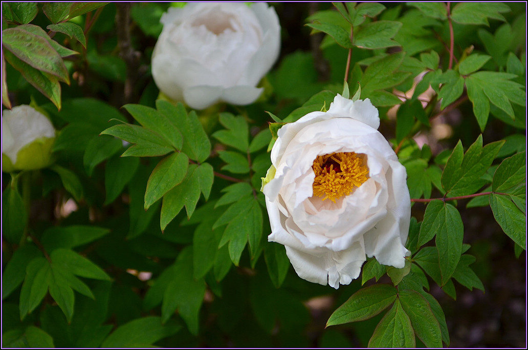 DSC_1104.jpg