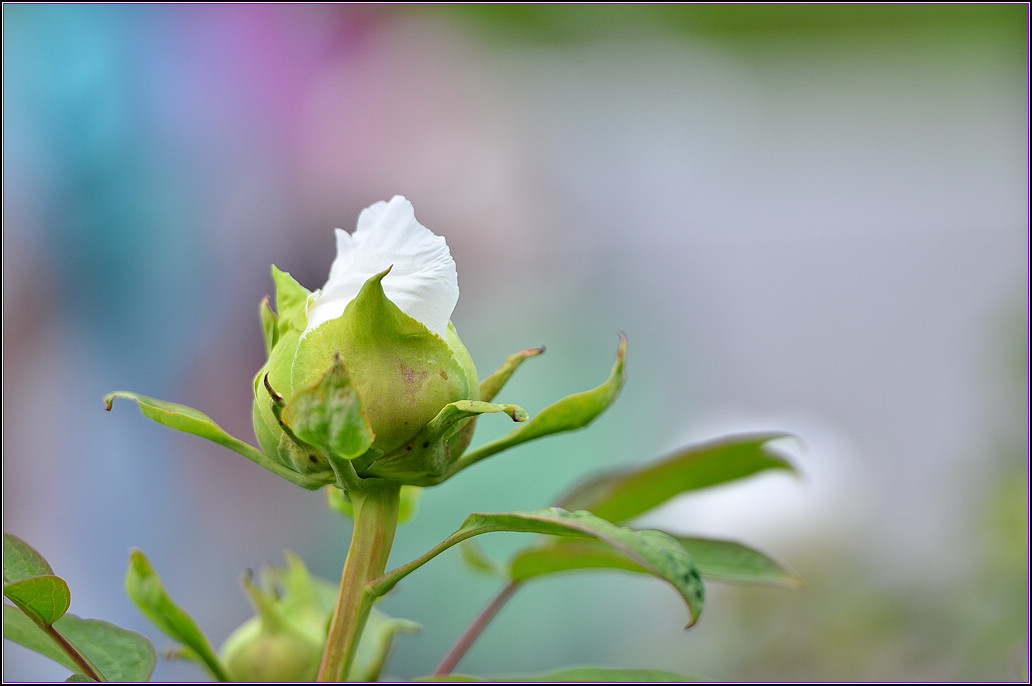 DSC_1151.jpg