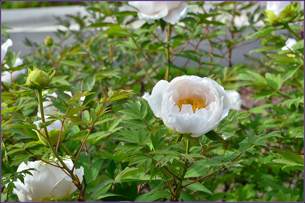 DSC_1102.jpg