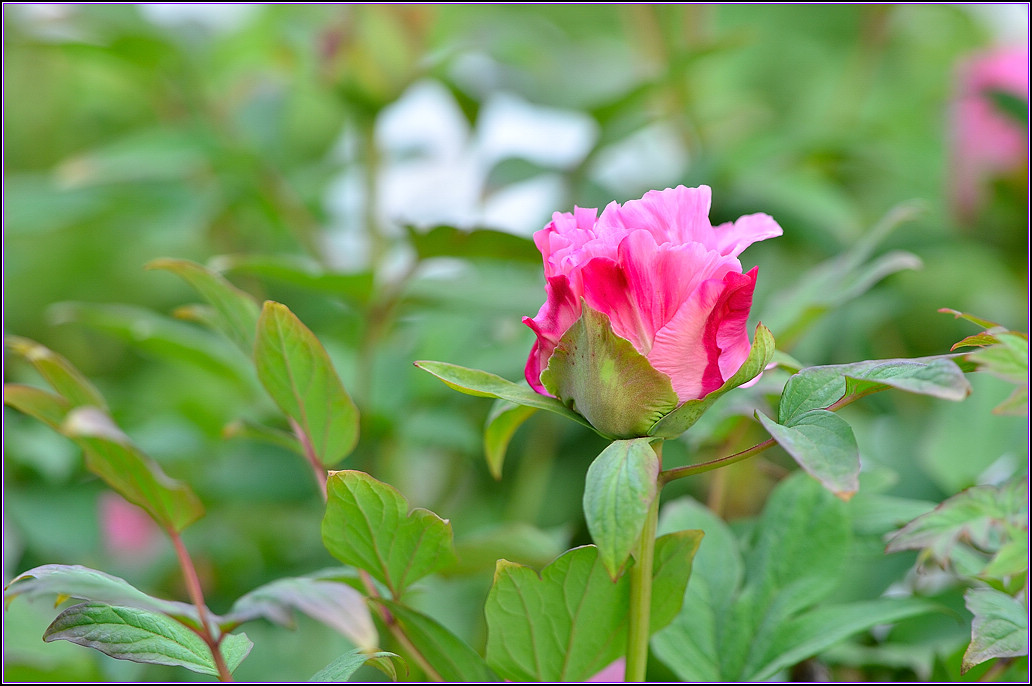 DSC_1121.jpg