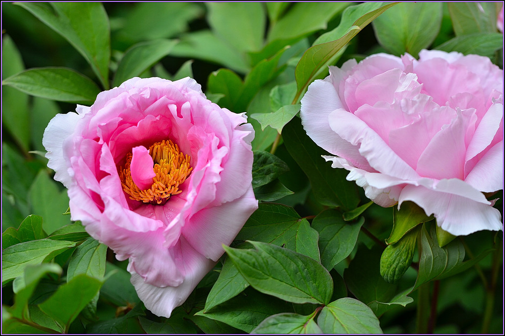 DSC_1205.jpg