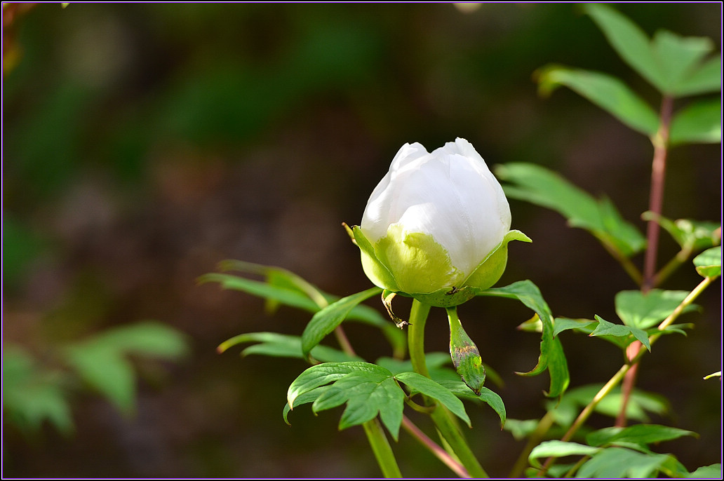 DSC_1106.jpg