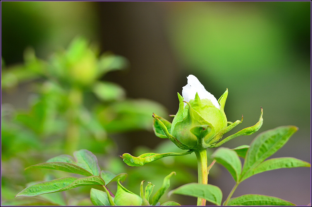 DSC_1126.jpg