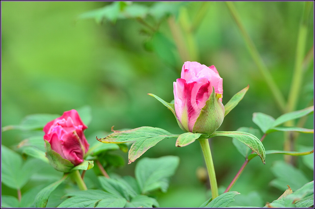 DSC_1129.jpg