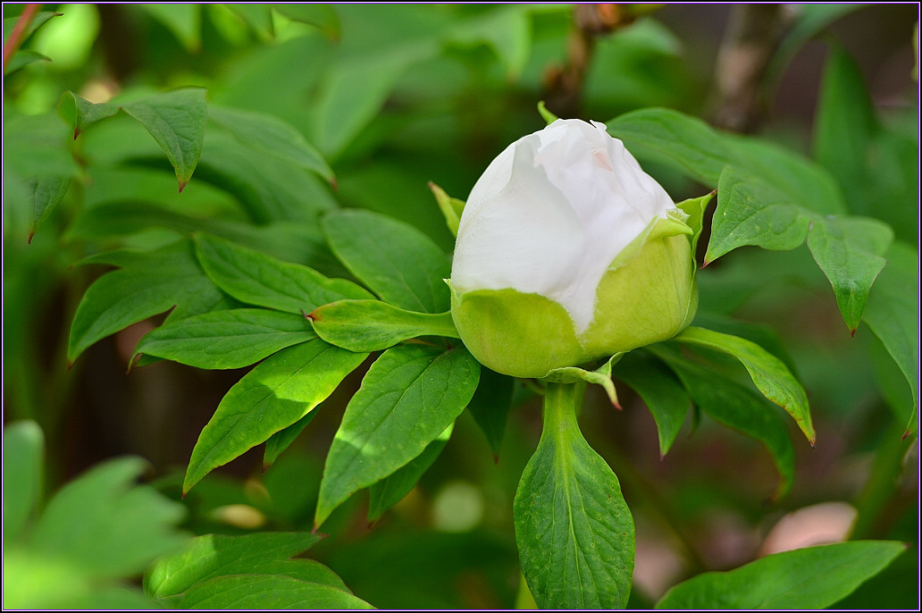 DSC_1115.jpg