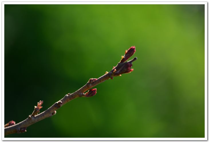 nEO_IMG_DSC_1981.jpg