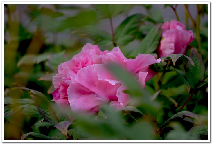 nEO_IMG_DSC_3348.jpg