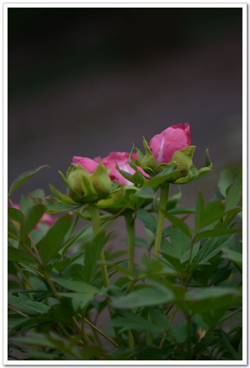 nEO_IMG_DSC_3428.jpg
