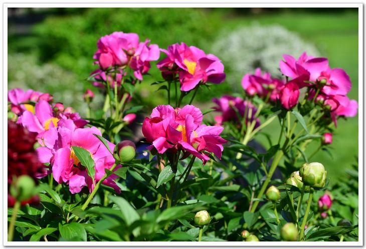 nEO_IMG_DSC_6575.jpg