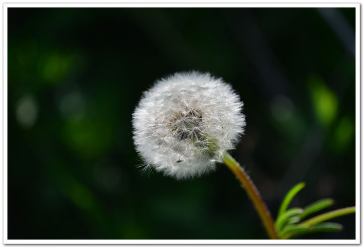 nEO_IMG_DSC_2011.jpg