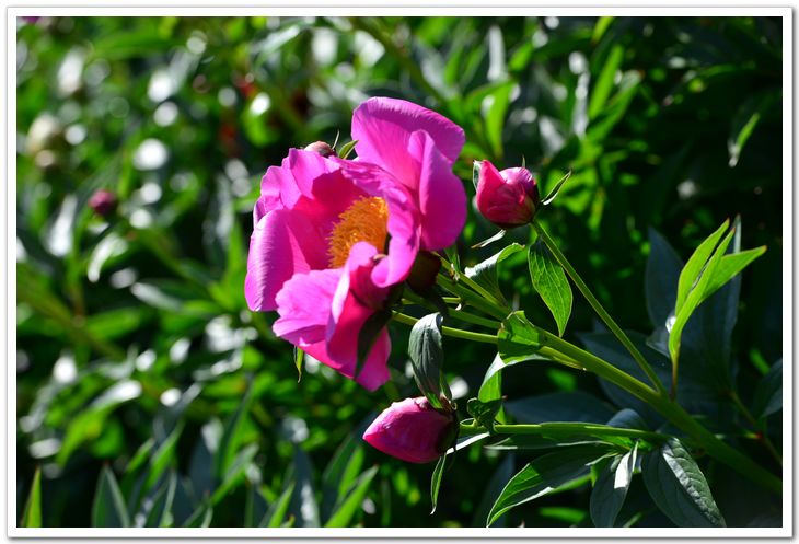 nEO_IMG_DSC_6579.jpg