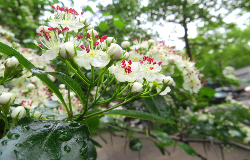 IMG_0001_3252.jpg