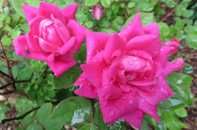 IMG_0001_3258.jpg