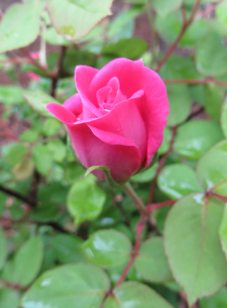 IMG_0001_3260.jpg