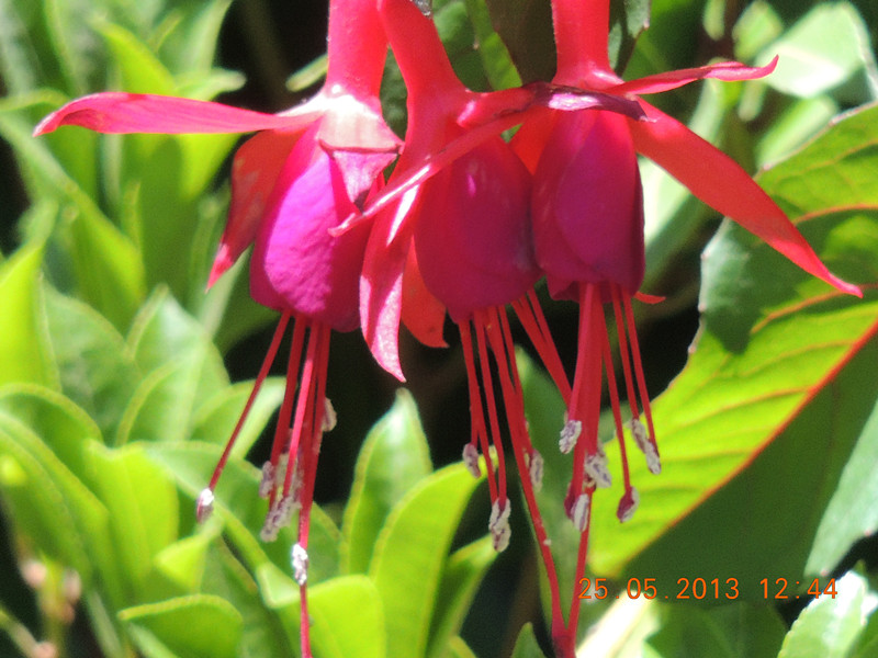 flower 422_.jpg