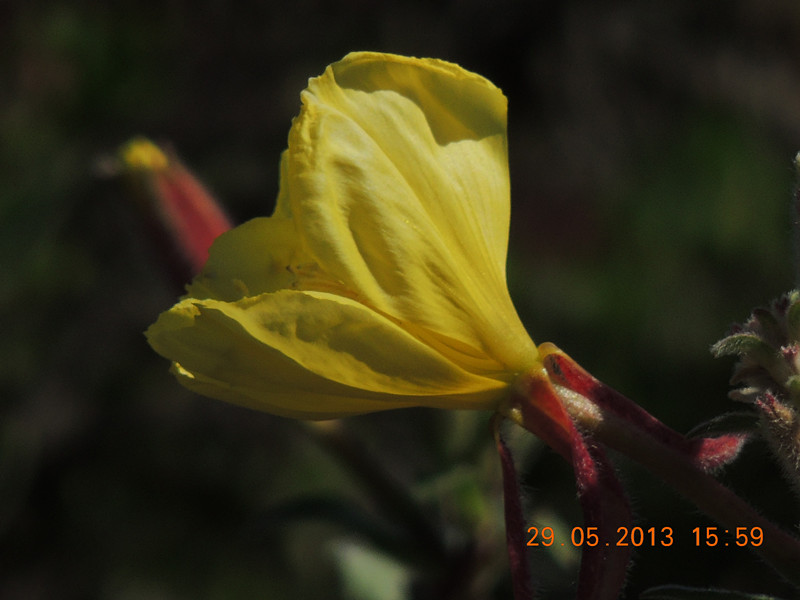 flower 443_.jpg