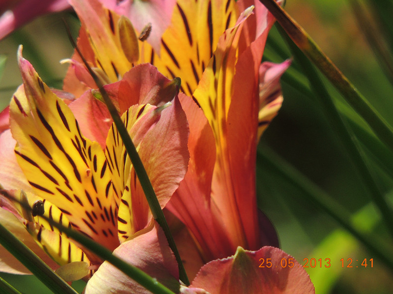flower 411_.jpg