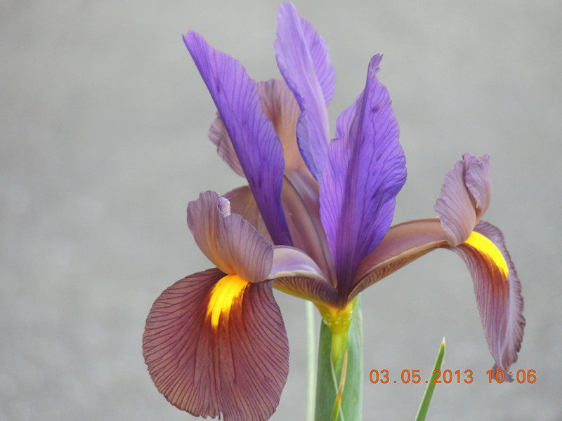 flower 131_.jpg