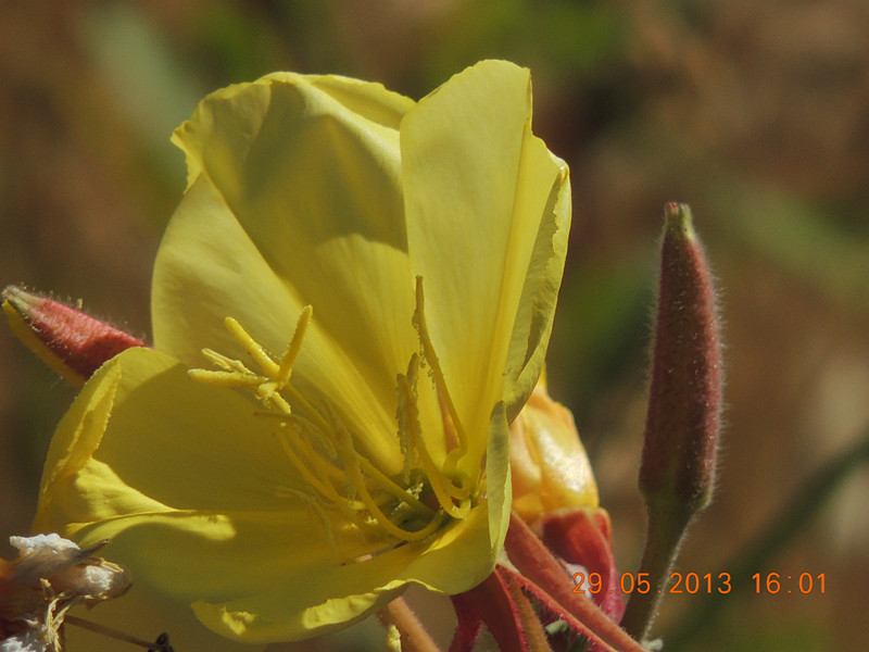 flower 448_.jpg