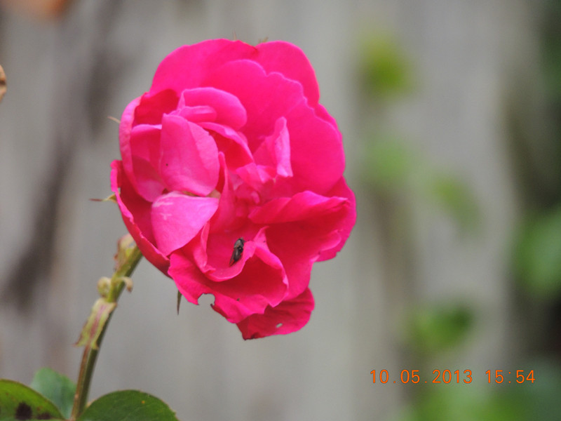 flower 285_.jpg