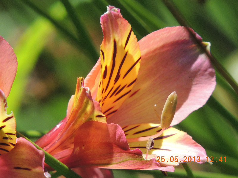flower 412_.jpg