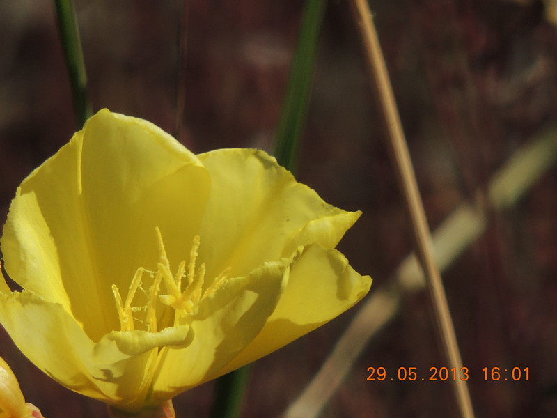 flower 450_.jpg