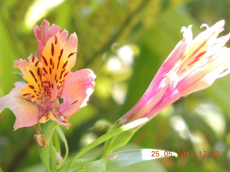flower 409_.jpg