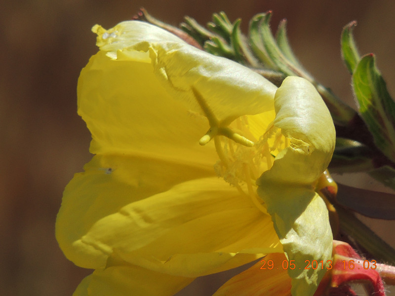 flower 457_.jpg
