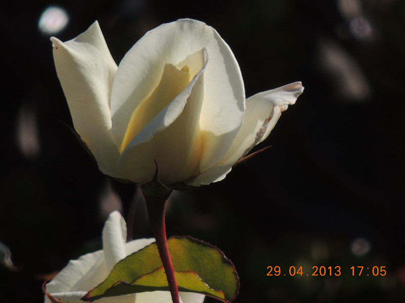 flower 3247_.jpg