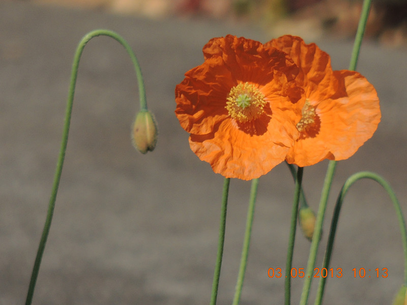 flower 163_.jpg