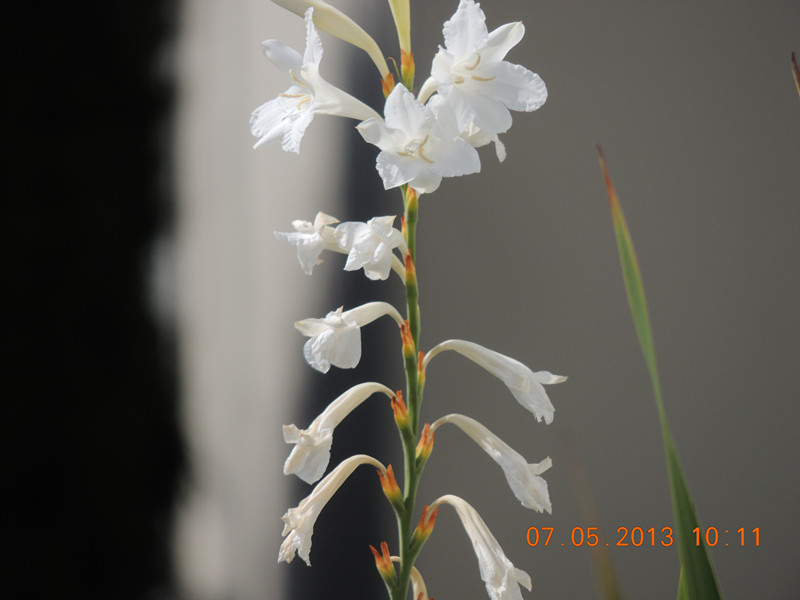 flower 228_.jpg