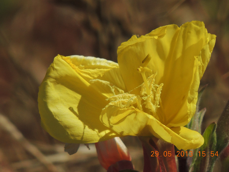 flower 427_.jpg
