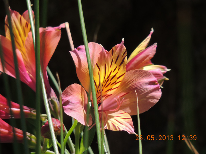 flower 408_.jpg