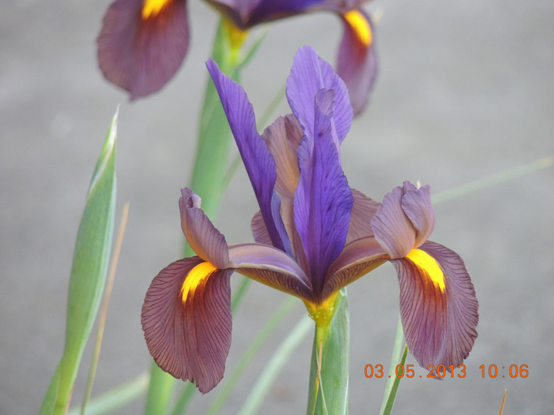 flower 129_.jpg