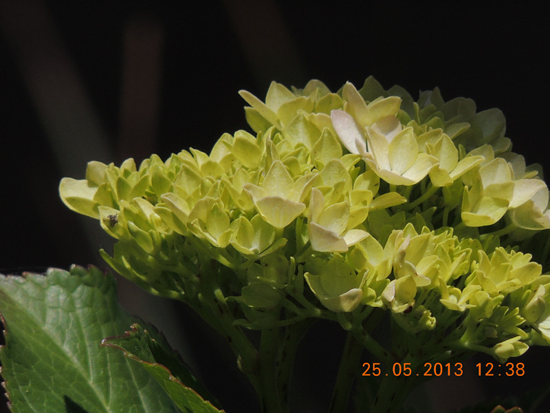 flower 402_.jpg