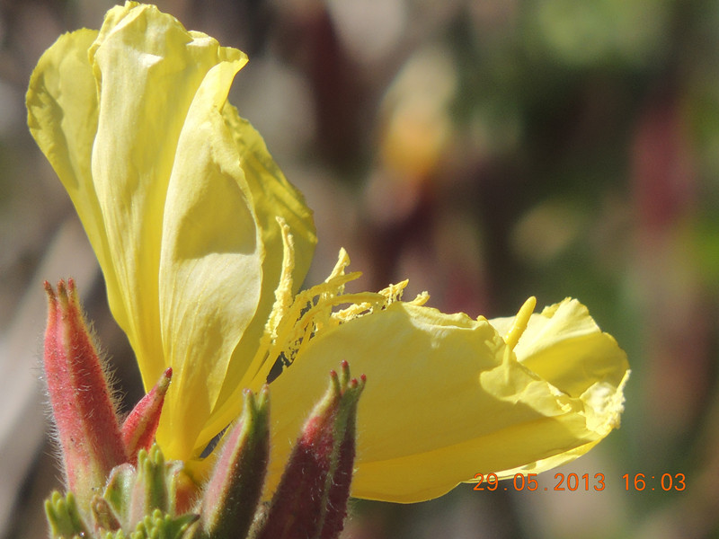 flower 458_.jpg