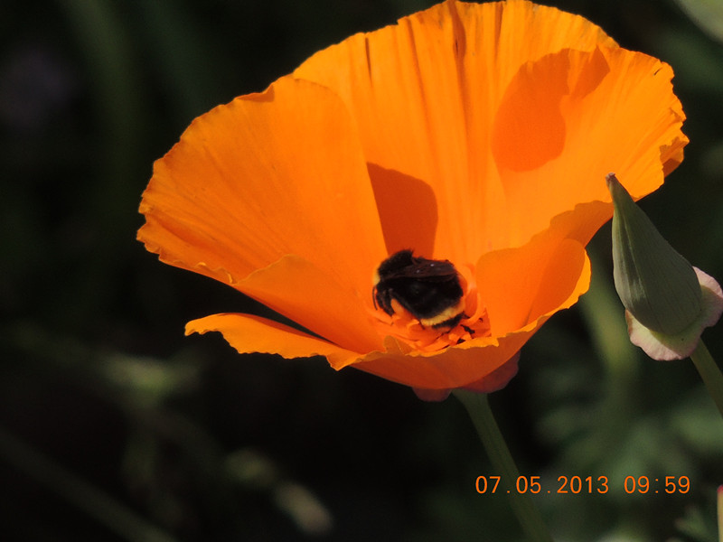 flower 195_.jpg