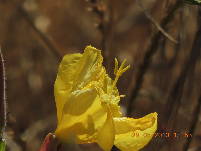 flower 434_.jpg