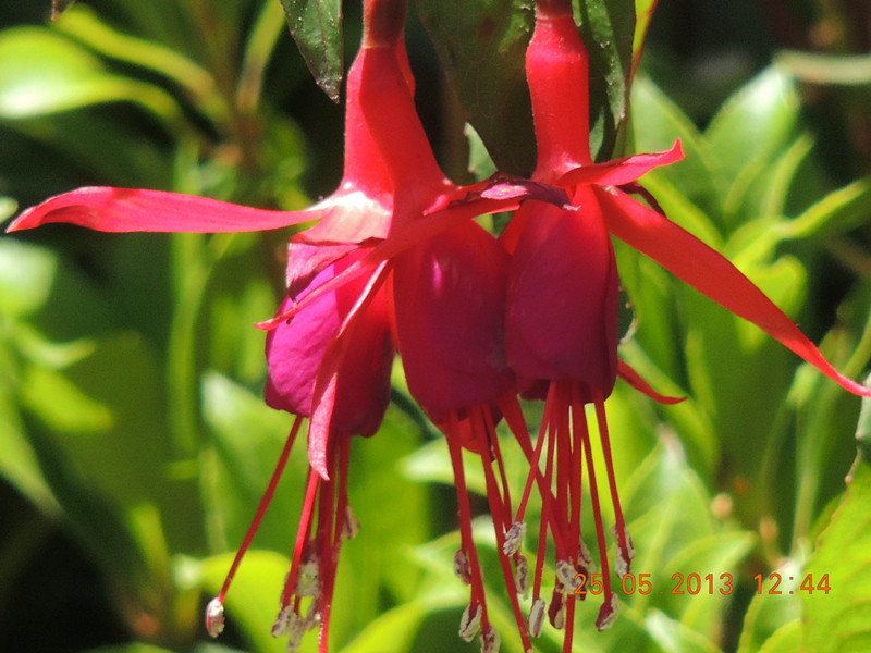 flower 421_.jpg