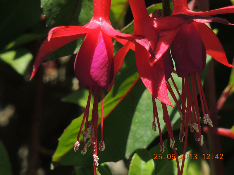 flower 415_.jpg