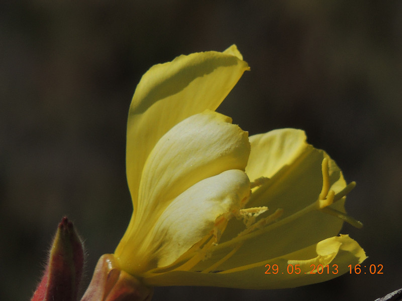 flower 455_.jpg