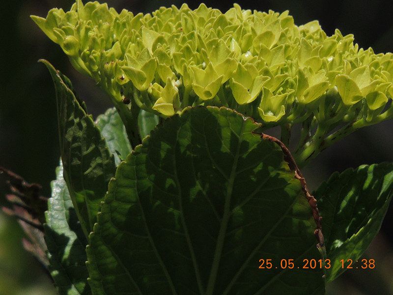 flower 401_.jpg