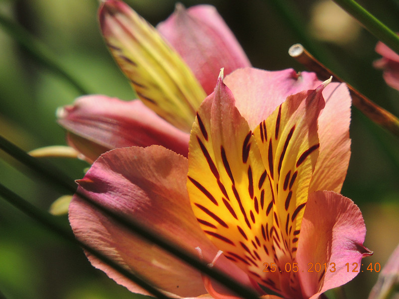 flower 410_.jpg