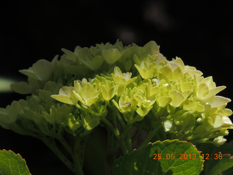 flower 395_.jpg