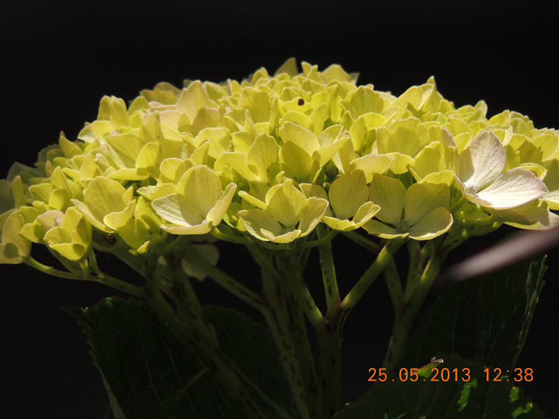 flower 403_.jpg