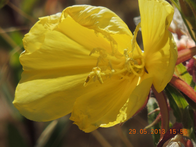 flower 438_.jpg