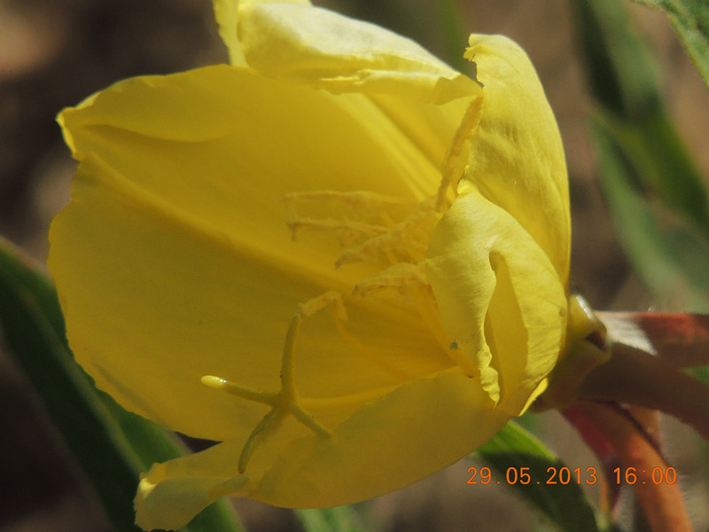 flower 447_.jpg