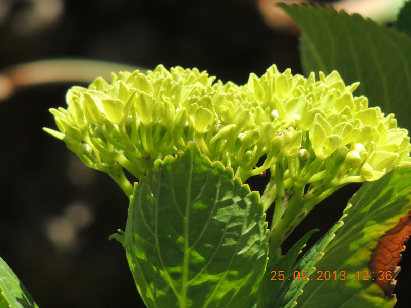 flower 394_.jpg