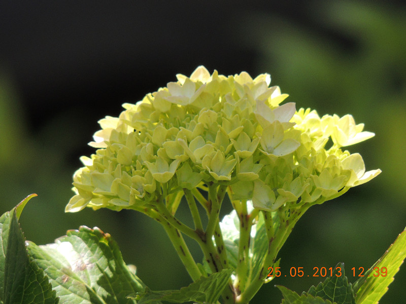 flower 404_.jpg